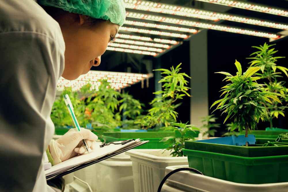 female-scientist-research-record-data-from-gratifying-cannabis-plant-pot